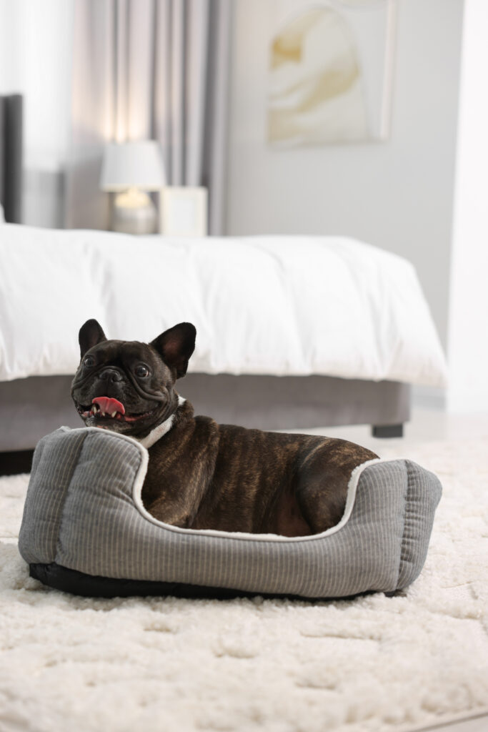 adoravel bulldog frances deitado em uma cama de cachorro em casa